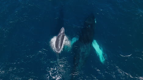 Una-Cría-De-Ballena-Jorobada-Nada-Y-Salta-Junto-A-Su-Madre,-Bahía-De-Samaná