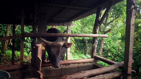 Domesticated-Cow-In-The-Tropical-Island-Of-Bali,-Indonesia