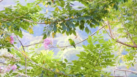 Blown-by-the-wind-while-perching-on-a-tiny-twig,-an-Orange-chinned-parakeet,-Brotogeris-jugularis-looks-calmly-at-its-surroundings-in-the-forest-of-Santa-Marta,-in-Magdalena,-Colombia