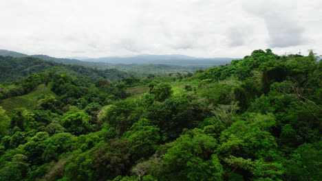 Fly-above-trees-in-wild-nature