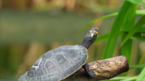 Close-up-shot-of-a-vulnerable-reptile-species,-a-juvenile-yellow-spotted-river-turtle,-podocnemis-unifilis,-basking-on-submerged-log-by-the-lake-under-the-sunlight