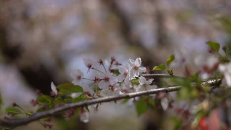 Ciudad-De-Tokio-En-Japón,-árboles-Japoneses,-Flores-De-Cerezo