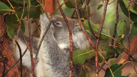 Koala-perched-in-a-tree-eating-eucalyptus-leaves---isolated-close-up