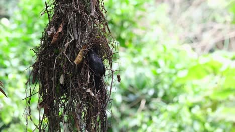 Gesehen-Mit-Dem-Kopf-Im-Nest,-Während-Es-Auf-Der-Öffnung-Seines-Nestes-Thront-Und-Dann-In-Die-Kamera-Schaut,-Düsterbreitrachen-Corydon-Sumatranus,-Thailand