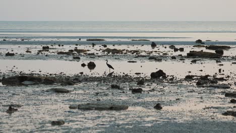 Bird-is-looking-for-prey-in-shallow-water-on-rocky-Thai-beach