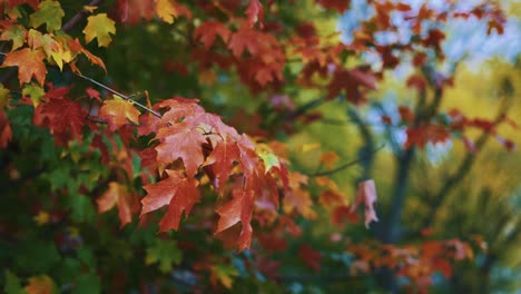 Maple-tree-autumn-leaves