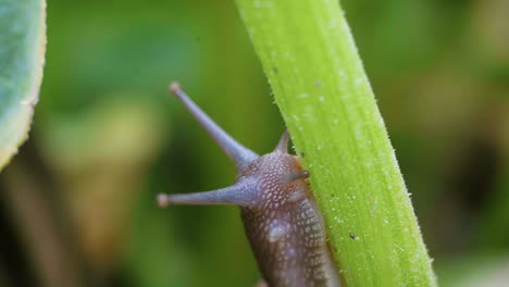 Closeup-of-a-common-garden-snail-crawling-on-zucchini-plant