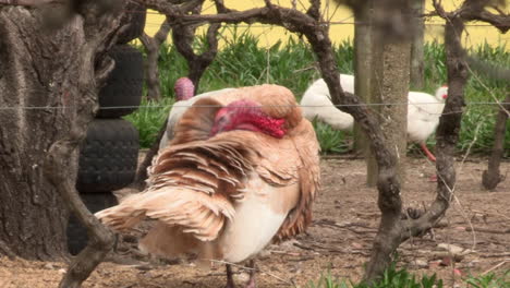 Dos-Grandes-Pavos-Sueltos-En-Un-Espacio-De-Cultivo-Del-Pueblo.