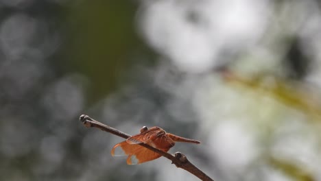 Libelle-Wartet-Auf-Die-Jagd---Wind---Flügel-