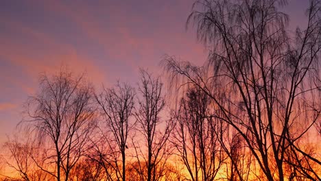 Sonnenuntergang-Oder-Sonnenaufgang-Am-Himmel-Mit-Baumwipfelsilhouette-Und-Fliegenden-Vögeln,-Zeitlupe
