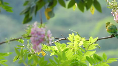 Vibrant-green-parrot-perched-on-a-branch-with-pink-flowers-and-lush-foliage,-soft-focus-background