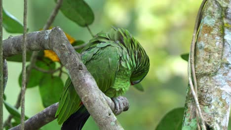 Amazona-Salvaje-De-Corona-Roja-Posada-En-Una-Rama-De-árbol-En-Medio-De-Un-Bosque,-Preparándose-Y-Arreglando-Las-Plumas-De-Sus-Alas,-Especies-De-Aves-En-Peligro-De-Extinción-Debido-A-La-Destrucción-Del-Hábitat-Y-El-Comercio-Ilegal-De-Mascotas,-Primer-Plano