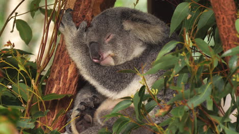 Koala-Schläft-In-Einem-Eukalyptusbaum---Isoliert-Aus-Nächster-Nähe