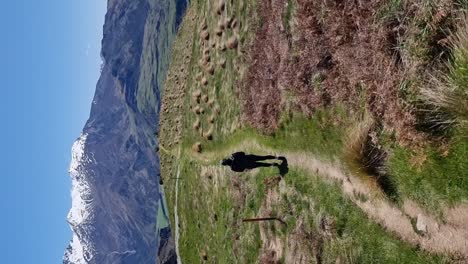 Vertical-De-Una-Mujer-Caminando-En-Un-Hke-Con-Pastizales-De-Matas-Y-Montañas-Cubiertas-De-Nieve-En-Wanaka,-Nueva-Zelanda