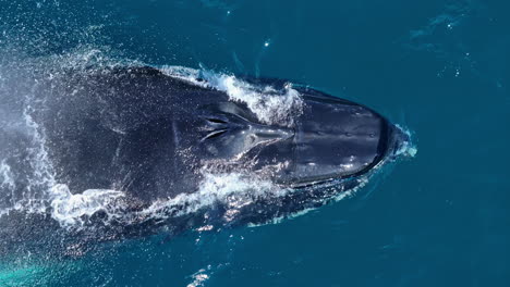 Aerial-top-down-on-head-of-humpback-whale-spouting-through-two-blowholes