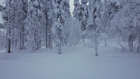 Drone-Flies-Through-Snow-Covered-Forest-In-Lapland,-Finland,-Arctic-Circle