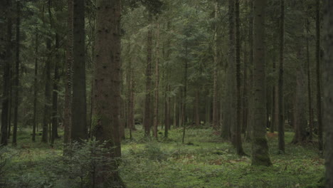 Kamera-Bewegt-Sich-Horizontal-Durch-Den-Wald