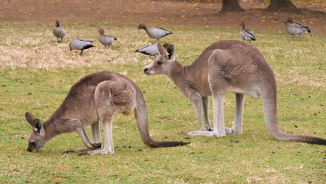 Rote-Riesenkängurus-Grasen-Auf-Einer-Wiese---Im-Hintergrund-Sind-Enten-Zu-Sehen