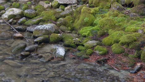 Flussbach-Mit-Steinen-Bedeckt-Mit-Grünem-Moos