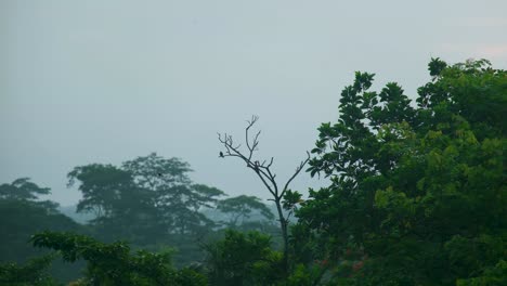 Un-Pájaro-Tejedor-Posado-En-La-Rama-De-Un-árbol-Dentro-De-Un-Bosque-Tropical-Brumoso