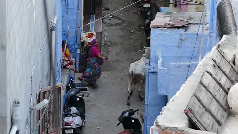 Indian-woman-in-traditional-clothing-is-scaring-a-cow-away-in-tiny-street-of-the-blue-city---Jodhpur,-India