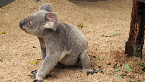Koala-in-sand-beneath-a-eucalyptus-tree-awake-and-alert
