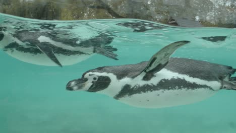 Cierre-En-Cámara-Lenta-De-Pingüinos-Nadando-En-La-Piscina-Del-Recinto-Del-Zoológico