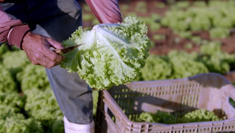 Farmhand-choosing-only-finest-lettuce-plants-for-sale-at-market