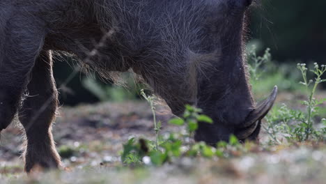 Zoom-in-on-warthog-eating-grass-in-Uganda,-Africa