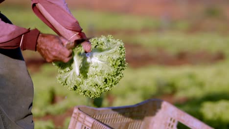 Anbau-Von-Bio-Salat,-Strenge-Richtlinien,-Um-Sicherzustellen,-Dass-Er-Ohne-Pestizide-Angebaut-Wird