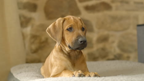 Un-Cachorro-De-Rhodesian-Ridgeback-De-2-Meses-Mirando-A-Su-Alrededor