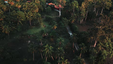 Fly-over-drone-shot,-tilted,-of-Thai-palm-tree-forest-on-Ko-Samui