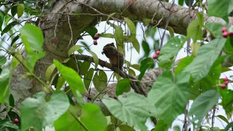 La-Cámara-Se-Aleja-Como-Se-Ve-Comiendo-Fruta-Dentro-Del-Follaje-Del-árbol-Frutal,-Ardilla-Rayada-Birmana-Tamiops-Mcclellandii,-Tailandia