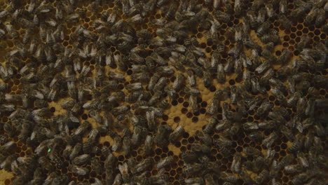 Makroaufnahme-Von-Bienen-In-Einem-Bienenstock