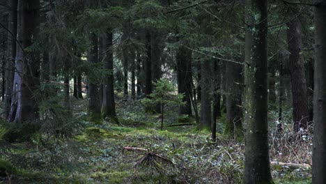 Langsamer-Schwenk-Durch-Dichten-Britischen-Wald-4k