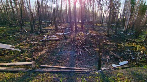 Sunlit-aftermath-of-a-forest-fire-with-charred-trees-and-debris,-backlit-scene-with-lens-flare