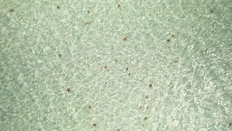 Aerial-overview-of-starfish-on-bottom-of-sandy-bottom-clear-ocean-water-in-Caribbean