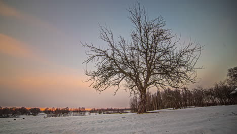 Puesta-De-Sol-Nocturna-Con-Paisaje-Invernal-Y-Un-Gran-árbol-Contra-Un-Cielo-Naranja-Timelapse,-ángulo-Bajo