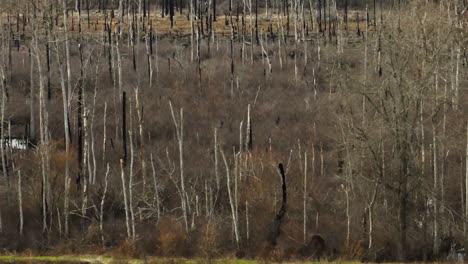 Point-Remove-wetland-forest-in-Arkansas,-sideways-sliding-shot,-winter-day