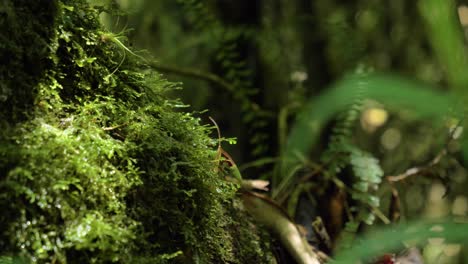Cinematic-close-up-clip-of-a-lush-jungle-environment-in-Puichig,-Equador