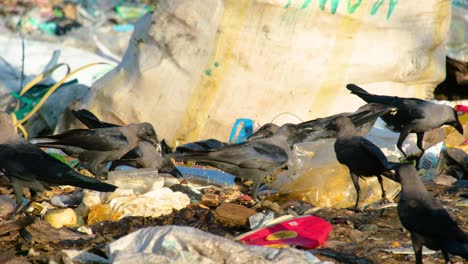 Flock-Of-Raven-Birds-Feeding-On-Rubbish-Dumping-Ground
