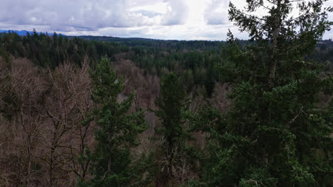 Pacific-Northwest-Aerial-view-of-forest-tree-tops-revealing-Cedar-River-on-a-cloudy-day-in-Washington-State
