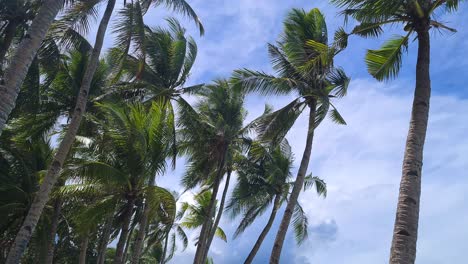Bent-Palm-Trees-Above-Beach-on-Summer-Breeze,-Boracay-Island,-Philippines