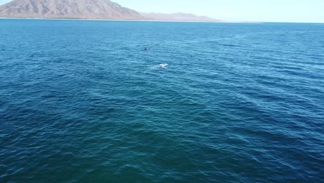 Whale-watching-in-Baja-California-Sur,-Mexico-with-mountain-backdrop,-calm-sea
