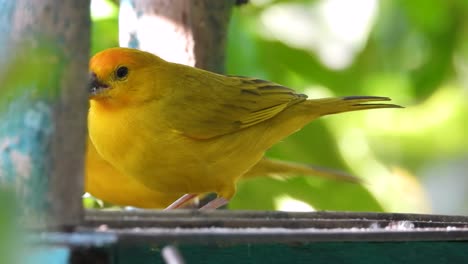 Bright-yellow-Saffron-Finch-perched-on-feeder,-vibrant-and-close-in-tropical-setting,-daylight