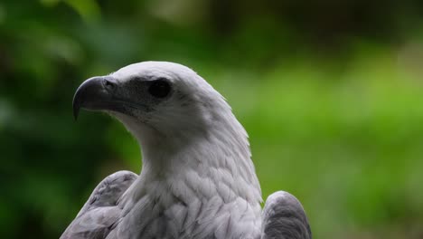 Mirando-Hacia-La-Izquierda-Cuando-La-Cámara-Se-Acerca,-águila-Marina-De-Vientre-Blanco-Haliaeetus-Leucogaster,-Filipinas