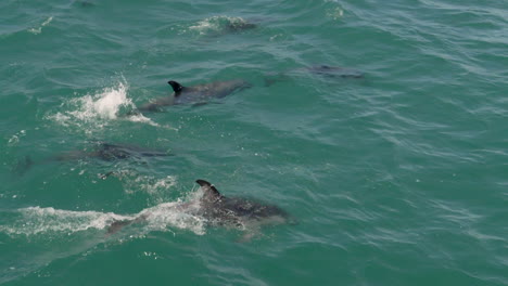 Grupo-De-Delfines-En-Cámara-Lenta-Buceando-Dentro-Y-Fuera-Del-Agua-En-Kaikoura,-Nueva-Zelanda