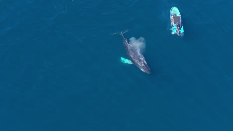 Medium-aerial-birdseye-view-of-a-humpback-whale-swimming-by-a-small-bright-blue-boat-in-tropical-waters-while-surfacing-briefly-to-blow