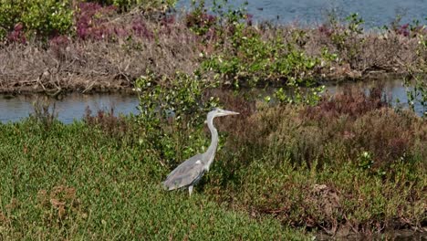 Facing-right-as-the-camera-tilts-upwards-following-its-movement-as-it-straightens-up-its-body,-Grey-Heron-Ardea-cinerea,-Thailand