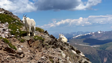 High-elevation-mountain-goat-sheep-herd-at-top-Rocky-Mountains-Colorado-sunny-summer-morning-day-Mount-Blue-Sky-Evans-Grays-and-Torreys-peaks-saddle-trail-hike-mountaineer-Denver-front-range-static